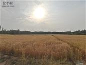 山东省,德州市,陵城区,徽王庄镇,梅庄村