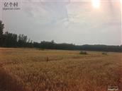 山东省,德州市,陵城区,徽王庄镇,梅庄村