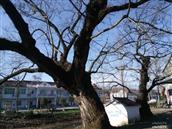 安徽省,六安市,金安区,横塘岗乡,凤凰台村