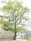 长塘村 