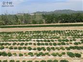 山东省,临沂市,莒南县,文疃镇,永兴村