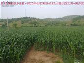 辽宁省,朝阳市,龙城区,半拉山街道,半拉山村