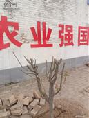河北省,衡水市,桃城区,郑家河沿镇,阎家庄村