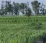 河南省,濮阳市,清丰县,马村乡,刘町村