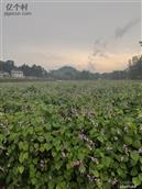 四川省,广安市,邻水县,长安乡,大堰村