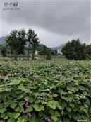 四川省,广安市,邻水县,长安乡,大堰村