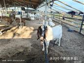 山东省,临沂市,莒南县,文疃镇,永兴村