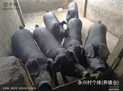 山东省,临沂市,莒南县,文疃镇,永兴村