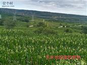 陕西省,延安市,富县,寺仙镇,兴民村