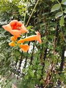 安徽省,宣城市,绩溪县,板桥头乡,庙山村