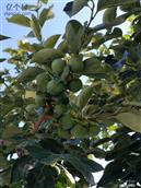 山东省,烟台市,龙口市,石良镇,水夼村