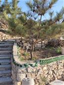 山东省,烟台市,龙口市,石良镇,水夼村