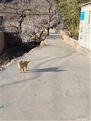 山东省,烟台市,龙口市,石良镇,水夼村