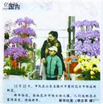 董村 董村