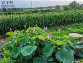 山东省,烟台市,招远市,辛庄镇,北截村