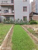 广西,钦州市,灵山县,烟墩镇,三联村