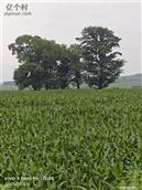 吉林省,吉林市,龙潭区,缸窑镇,赵屯村