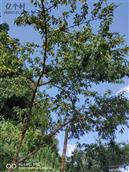 高山村 避暑胜地