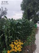 吉林省,吉林市,舒兰市,水曲柳镇,岗街村