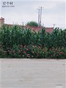 吉林省,吉林市,舒兰市,水曲柳镇,岗街村