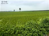 吉林省,长春市,德惠市,岔路口镇,北长沟村