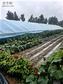 吉林省,长春市,德惠市,岔路口镇,北长沟村