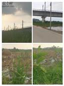 广东省,阳江市,江城区,埠场镇,那蓬村