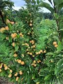 吉林省,吉林市,舒兰市,水曲柳镇,岗街村