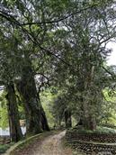 浙江省,丽水市,遂昌县,妙高街道,东峰村