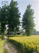 河南省,开封市,兰考县,固阳镇,朱庄村