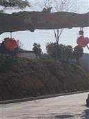 湖北省,黄冈市,浠水县,竹瓦镇,朱店村