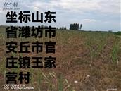 山东省,潍坊市,安丘市,官庄镇,王家营村