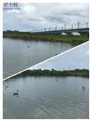 广东省,阳江市,江城区,埠场镇,那蓬村