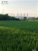 江西省,南昌市,安义县,黄洲镇,茅店村