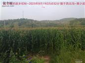 辽宁省,朝阳市,龙城区,半拉山街道,半拉山村