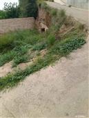 甘肃省,天水市,张家川县,胡川乡,后湾村