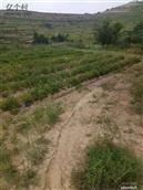 甘肃省,天水市,张家川县,胡川乡,后湾村