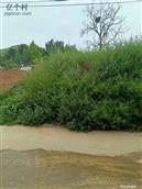 甘肃省,天水市,张家川县,胡川乡,后湾村