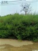 甘肃省,天水市,张家川县,胡川乡,后湾村