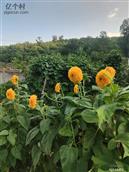 山东省,淄博市,沂源县,燕崖镇,东白峪村