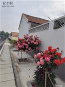 山东省,青岛市,胶州市,张应镇,小草泊村