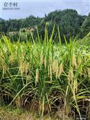 贵州省,黔东南州,榕江县,平江乡,德腊村