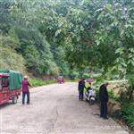 甘肃省,陇南市,成县,沙坝镇,桦树村