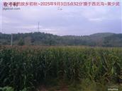 辽宁省,朝阳市,龙城区,半拉山街道,半拉山村