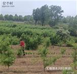 山东省,临沂市,莒南县,文疃镇,永兴村