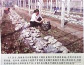 山西省,晋城市,阳城县,河北镇,孤堆底村