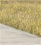 广东省,广州市,增城区,小楼镇,黄村