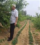 山东省,临沂市,莒南县,文疃镇,永兴村