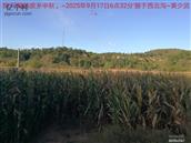 辽宁省,朝阳市,龙城区,半拉山街道,半拉山村