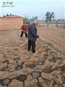 东常村 浇水种玉米🌽，考了大学说书祝贺